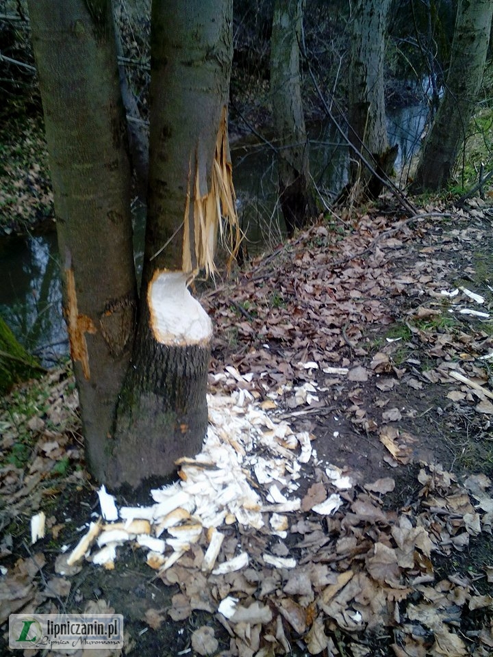 Pracowite bobry na rzece Górzance w Lipnicy Murowanej